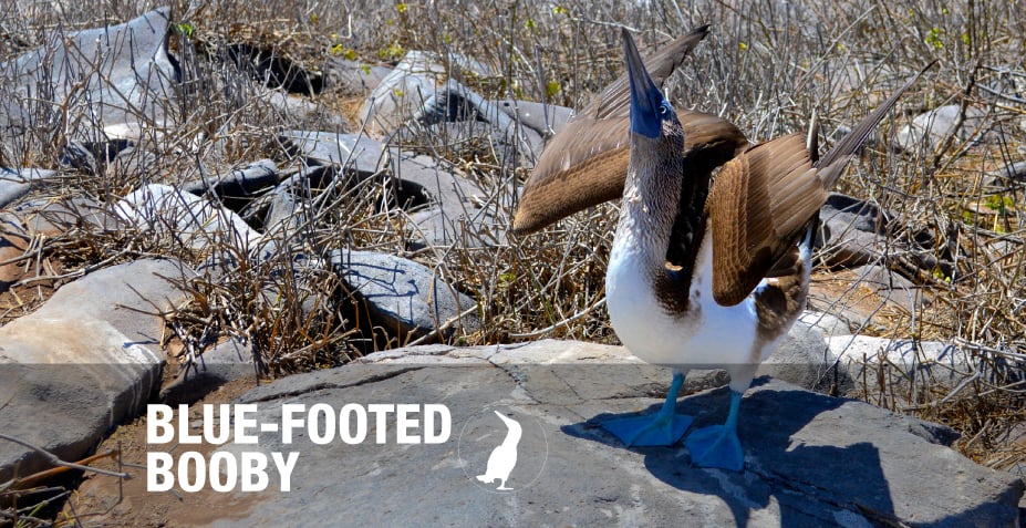BLUE-FOOTED BOOBY