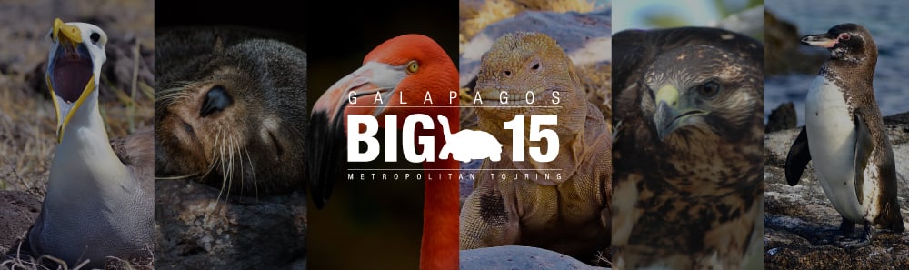 Galapagos BIG15