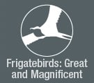 Frigatebirds Great and Magnificent