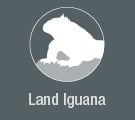 Land Iguana