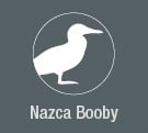 Galapagos Nazca Booby